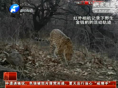 萌萌噠！濟源首次拍到金錢豹