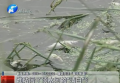 誰玷污了須水河的“清白”？