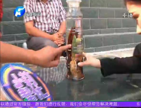 神奇！泡酒人參發(fā)芽長樹葉