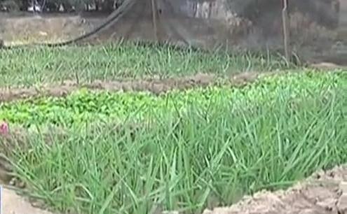 生態(tài)廊道變菜園 誰(shuí)干的？