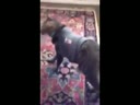 醉酒的貓咪回到家后各種搞笑！