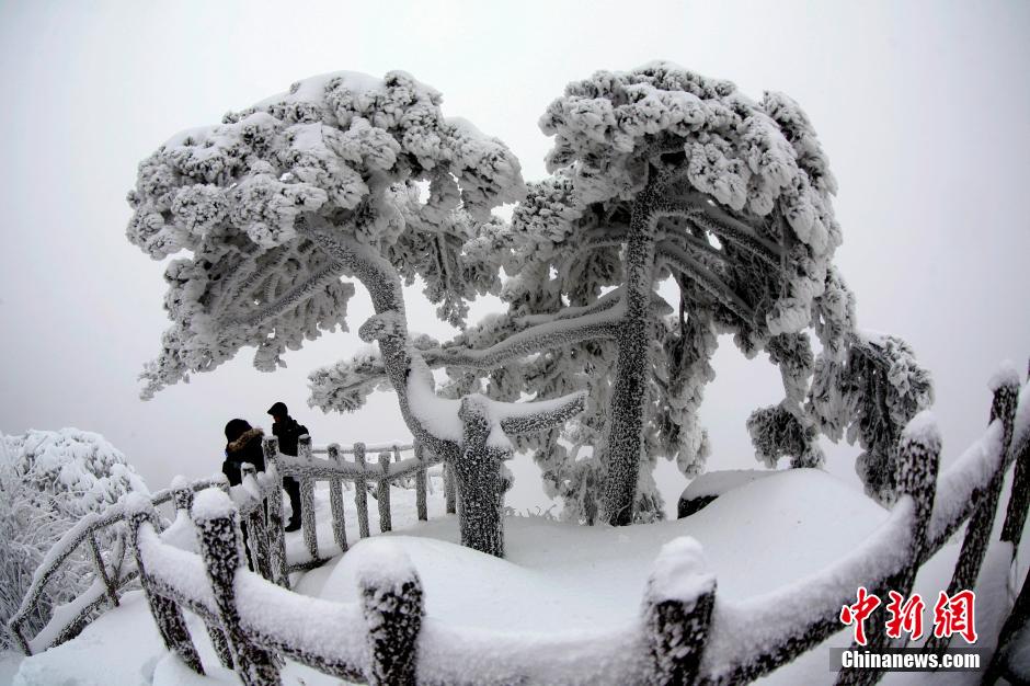 12月18日，雪后的安徽黃山風景區(qū)出現(xiàn)了大面積雪凇美景，銀裝素裹，玉樹瓊枝，游人置身其間，如醉如癡。