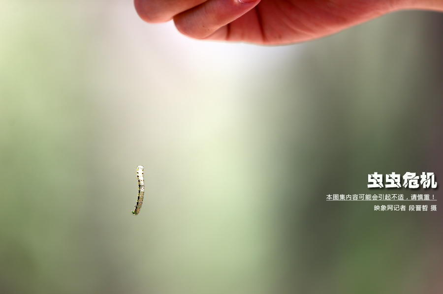 當小蟲子從樹上垂絲而下懸在半空中時，給路上的行人帶來諸多不便
