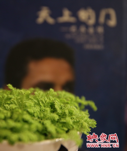 書(shū)架上精心布置的綠色植物。